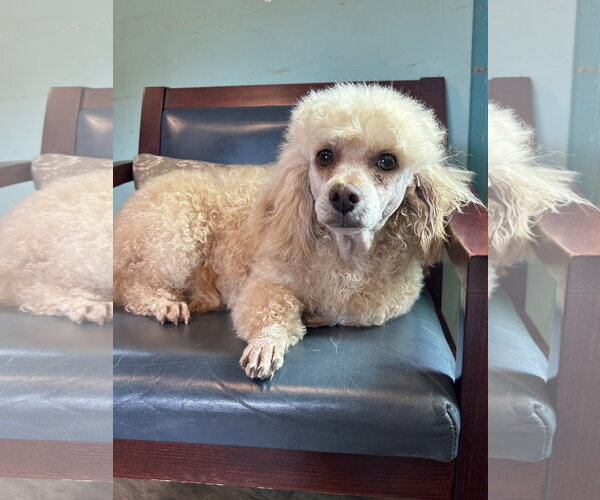 Medium Photo #1 Mutt Puppy For Sale in Pacolet, SC, USA