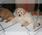 Small Photo #3 Golden Retriever Puppy For Sale in HIGH POINT, NC, USA