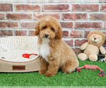 Small #4 Poodle (Miniature)