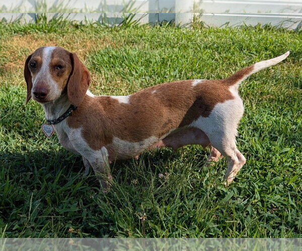 Medium Photo #5 Dachshund Puppy For Sale in Shelbyville, TN, USA