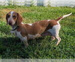 Small #4 Dachshund