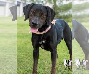 Walter - Male Labrottie Dog for Adoption - Photo #9
