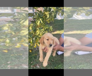 Golden Retriever Puppy for sale in TAMPA, FL, USA