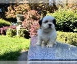 Small #11 Shih Tzu