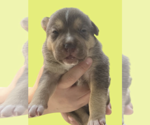 Mutt Dogs for adoption in Rockville, MD, USA