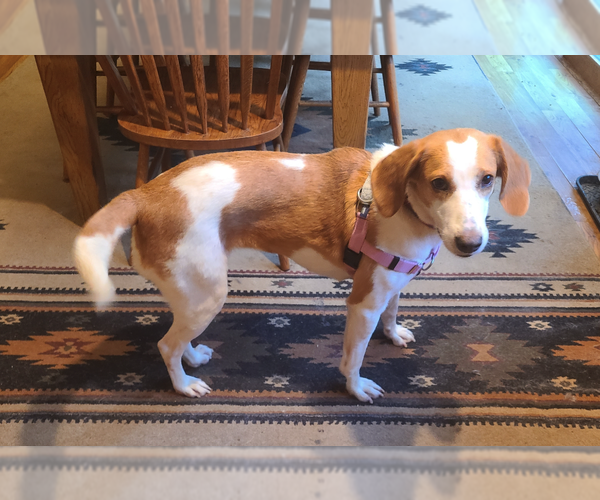 Medium Photo #2 American Foxhound-Unknown Mix Puppy For Sale in Plainfield, IL, USA