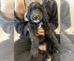 Small Photo #15 Goldendoodle Puppy For Sale in FORT LAUDERDALE, FL, USA