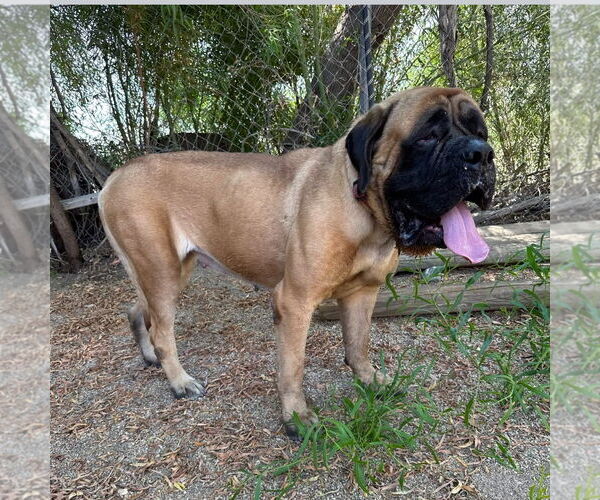 Medium Photo #4 Mastiff Puppy For Sale in Goodyear, AZ, USA
