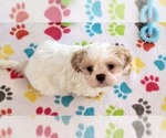 Small #7 Shih Tzu