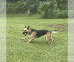 Small #5 German Shepherd Dog
