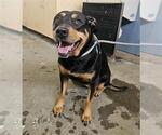Small Rottweiler-American Pit Bull Terrier