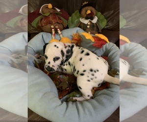 Dalmatian Puppy for Sale in GLENDALE, Arizona USA
