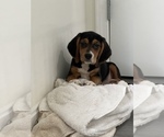 Small Photo #1 Beagle Puppy For Sale in MARTINSVILLE, IN, USA