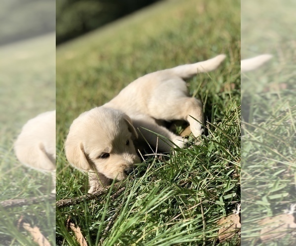 Medium Photo #7 Labradoodle Puppy For Sale in ROBERTA, GA, USA