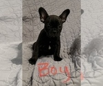 Small Photo #9 Faux Frenchbo Bulldog Puppy For Sale in GREENEVILLE, TN, USA