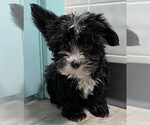 Small Photo #4 Morkie Puppy For Sale in CLARE, IL, USA