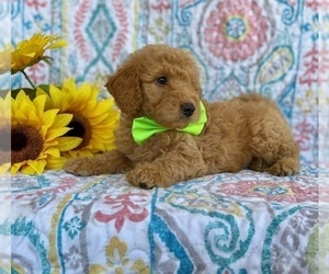 Goldendoodle (Miniature) Puppy for sale in LANCASTER, PA, USA