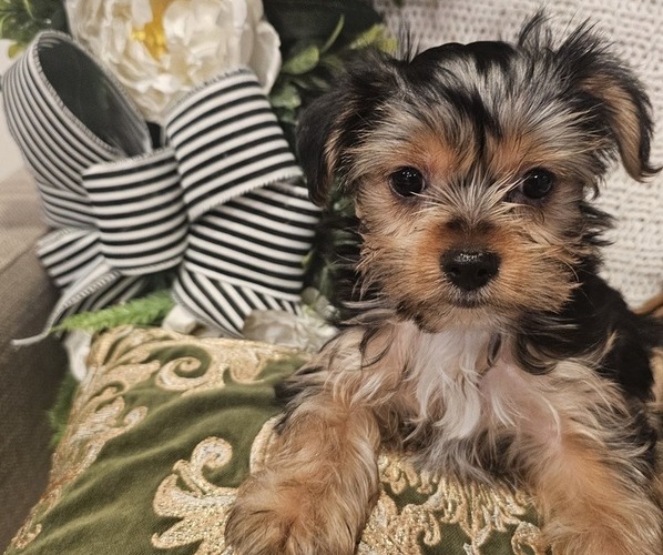 Medium Photo #1 Yorkshire Terrier Puppy For Sale in SALEM, OR, USA