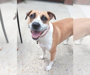 Mutt Dogs for adoption in Holly Springs, NC, USA