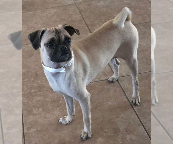 Medium Photo #2 Pug Puppy For Sale in San Antonio, TX, USA