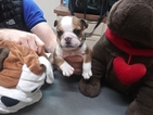 Small Photo #12 Bulldog Puppy For Sale in PLANO, TX, USA