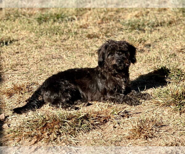 Medium Photo #2 Mutt Puppy For Sale in Pacolet, SC, USA