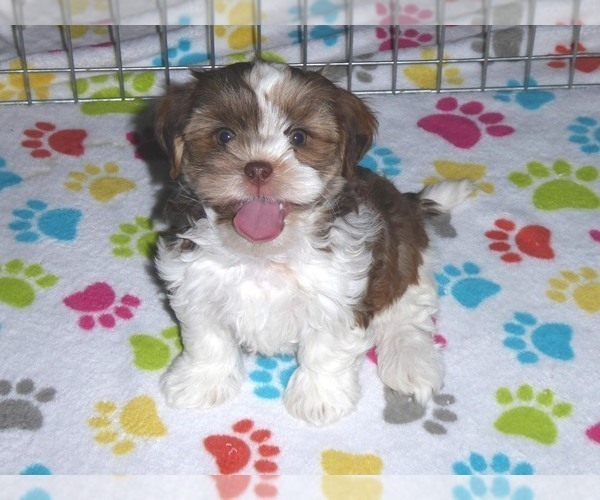 Medium Photo #16 Shorkie Tzu Puppy For Sale in ORO VALLEY, AZ, USA