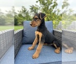 Small #1 Airedale Terrier