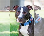 Small #3 American Pit Bull Terrier Mix