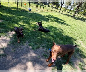 Atlas aka Doby Foster Needed!! - Male Doberman Pinscher Dog for Adoption - Photo #20