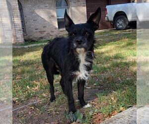 Mutt Dogs for adoption in San Antonio, TX, USA