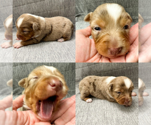 Miniature Australian Shepherd Puppy for sale in BROOKER, FL, USA
