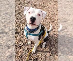 American Bulldog Dogs for adoption in Brighton, CO, USA