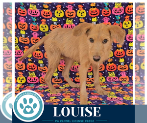 Louise 101726 - Female Golden Retriever-Unknown Mix Dog for Adoption - Photo #3