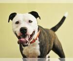 Small American Bulldog-Plott Hound Mix