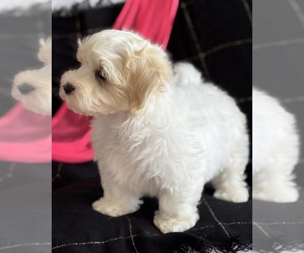Medium Photo #4 Maltese Puppy For Sale in ROCK STREAM, NY, USA
