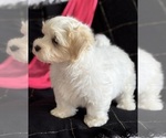 Small #3 Maltese