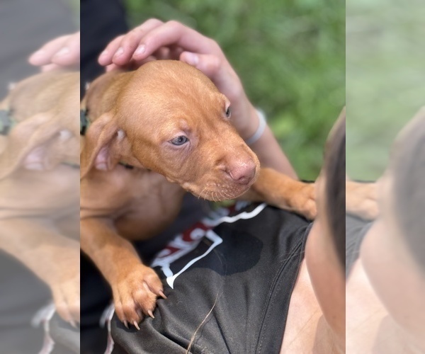 Medium Photo #9 Vizsla Puppy For Sale in SHEPHERDSVILLE, KY, USA