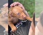 Small #8 Vizsla