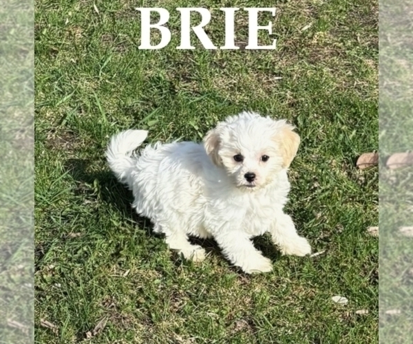 Medium Photo #3 Shih-Poo Puppy For Sale in HARTLAND, MN, USA