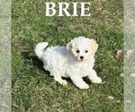 Small #2 Shih-Poo