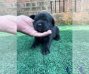 Labrador Retriever Puppy for sale in OSYKA, MS, USA