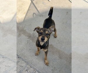Miniature Pinscher-Unknown Mix Dogs for adoption in San Diego , CA, USA