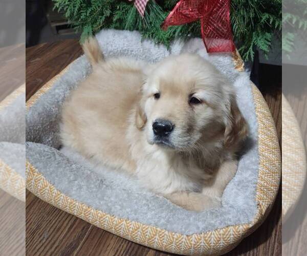 Medium Photo #1 Golden Retriever Puppy For Sale in CANAJOHARIE, NY, USA