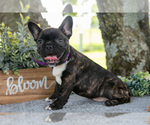 Puppy Midge Faux Frenchbo Bulldog