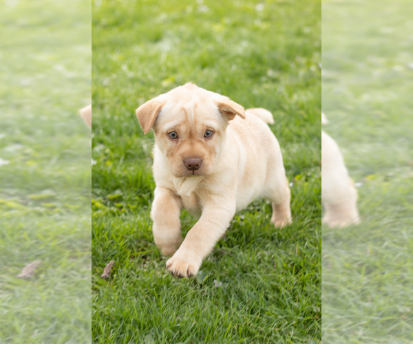 Medium Photo #8 Cocker-Pei Puppy For Sale in MILLERSBURG, IN, USA