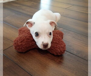 Jack Russell Terrier-Unknown Mix Dogs for adoption in Ball Ground, GA, USA