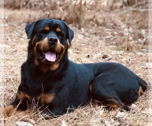 Father of the Rottweiler puppies born on 12/21/2021