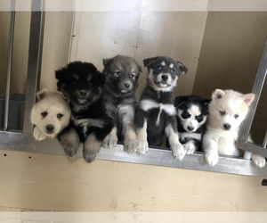 Pomsky Puppy for sale in SULLIVAN, IL, USA