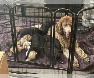 Poodle (Standard) Puppy for sale in WINTON, CA, USA